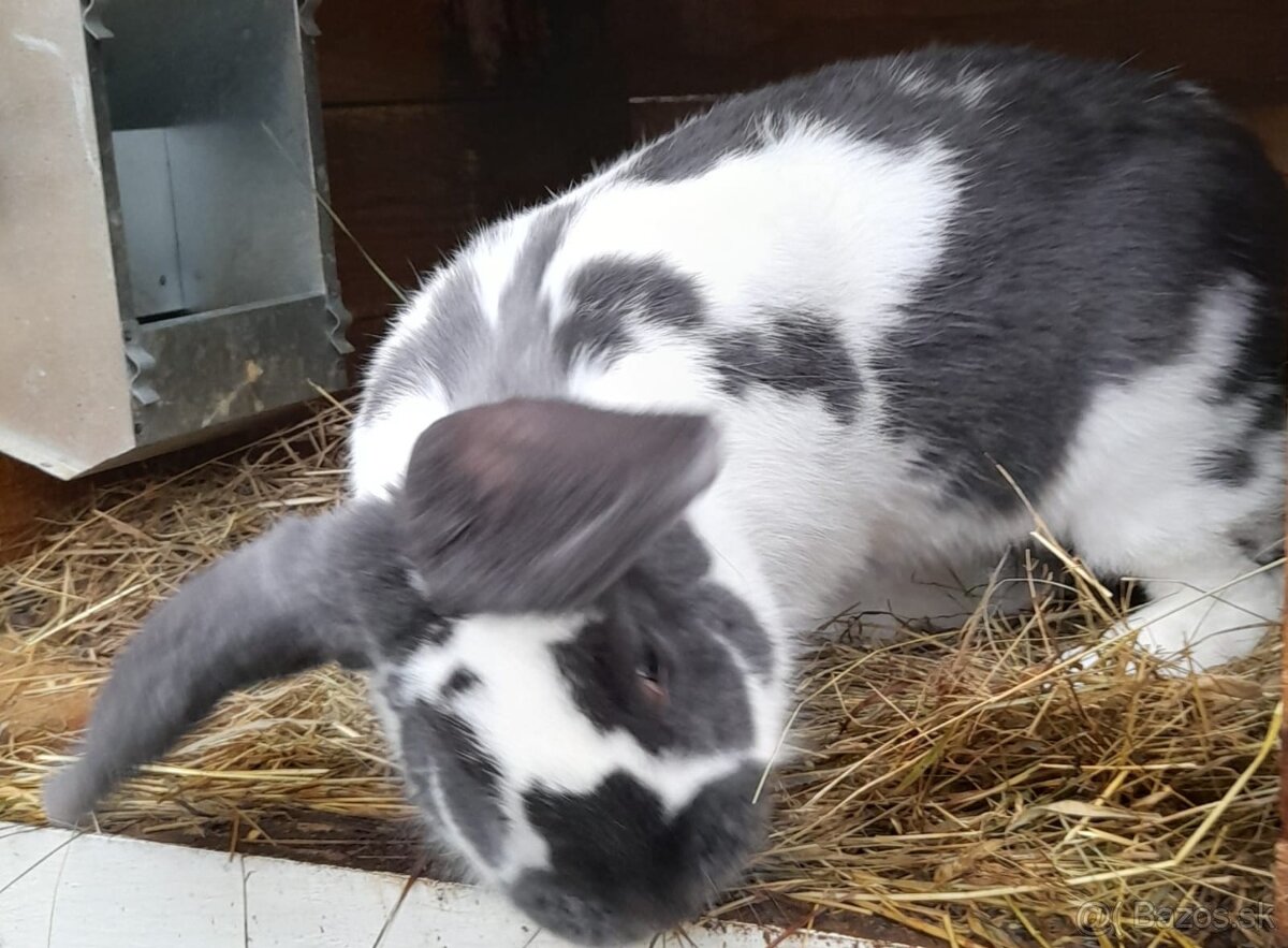 Predám samca NOSxFB