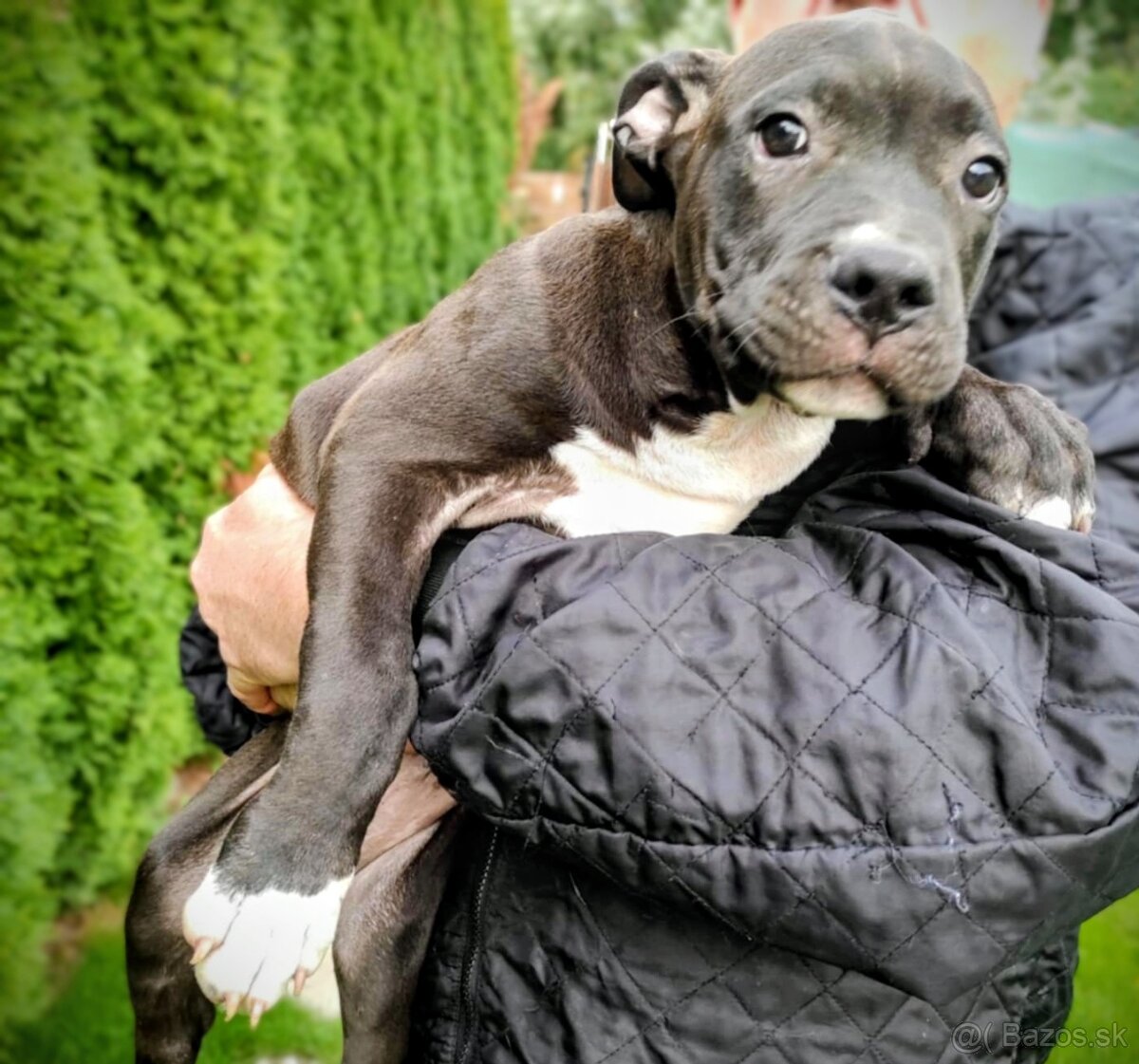 J&K bullys "ponúkame na predaj American bully XL