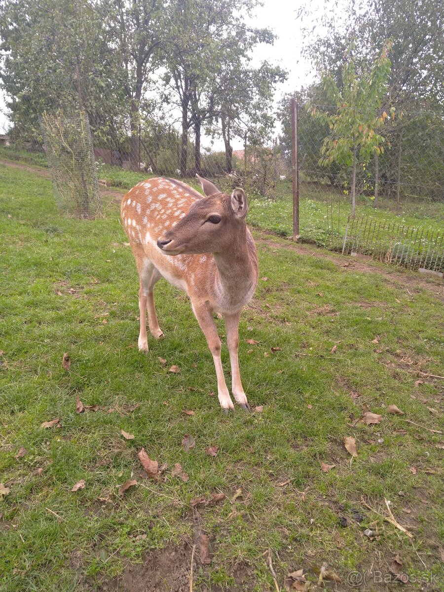 Predám 2 ročnú danielicu