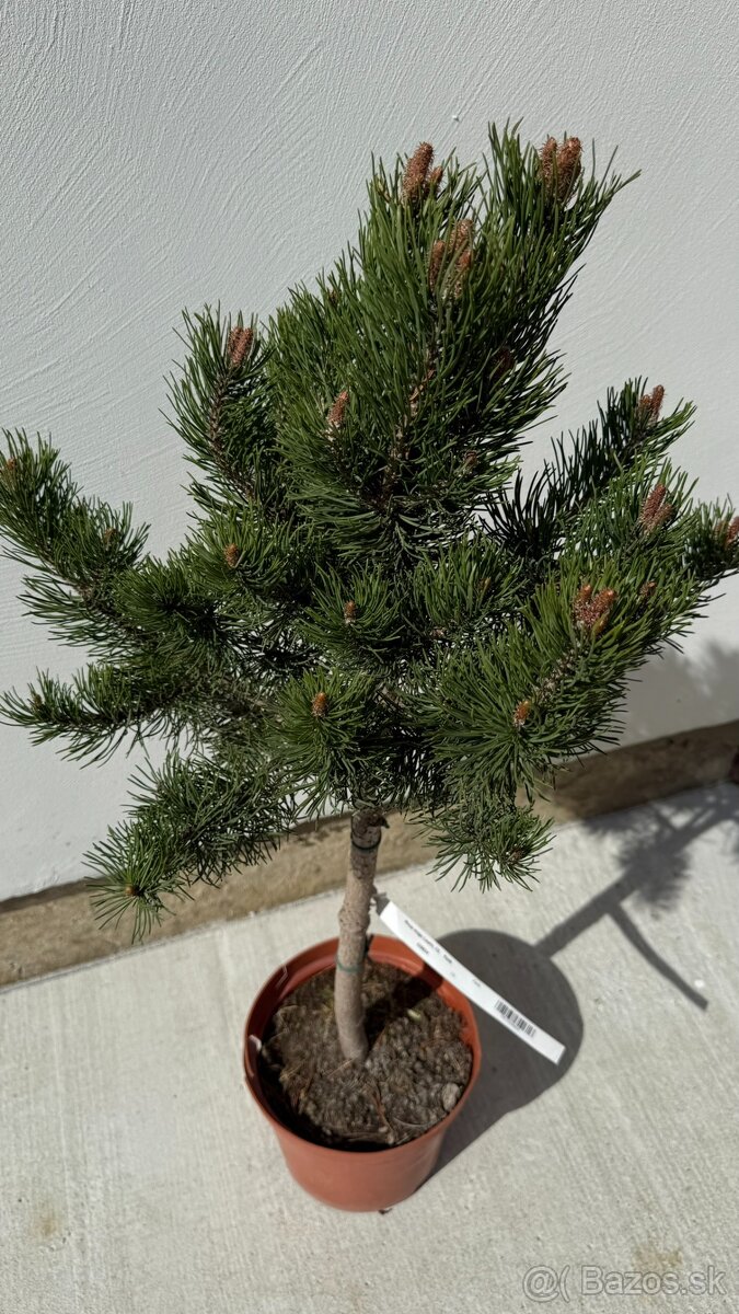 Borovica horská Laurin 80 cm