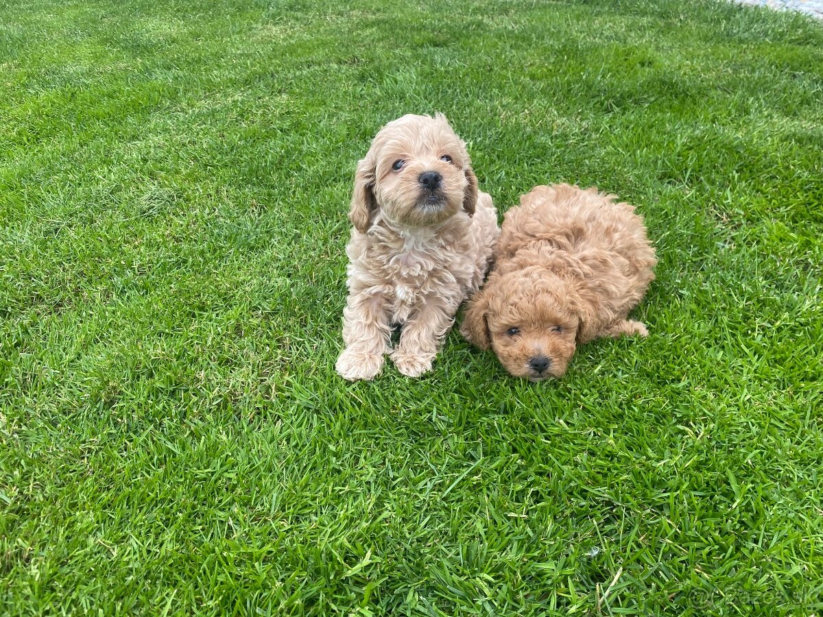 Predam maltipoo