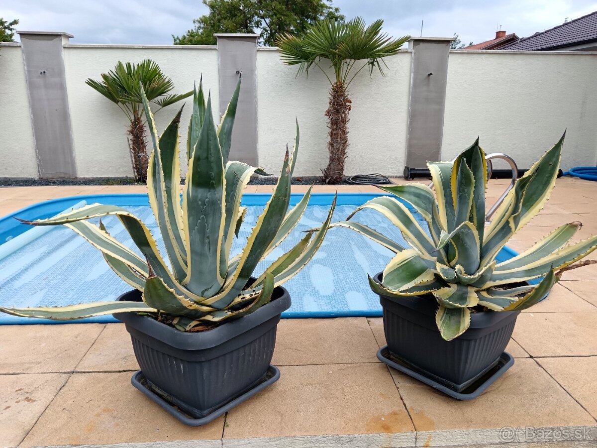 Agave Amerikana Marginata, Aloe vera