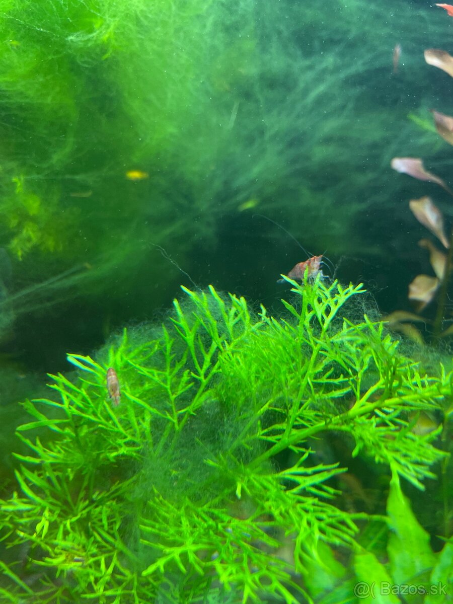 Krevetky red cherry