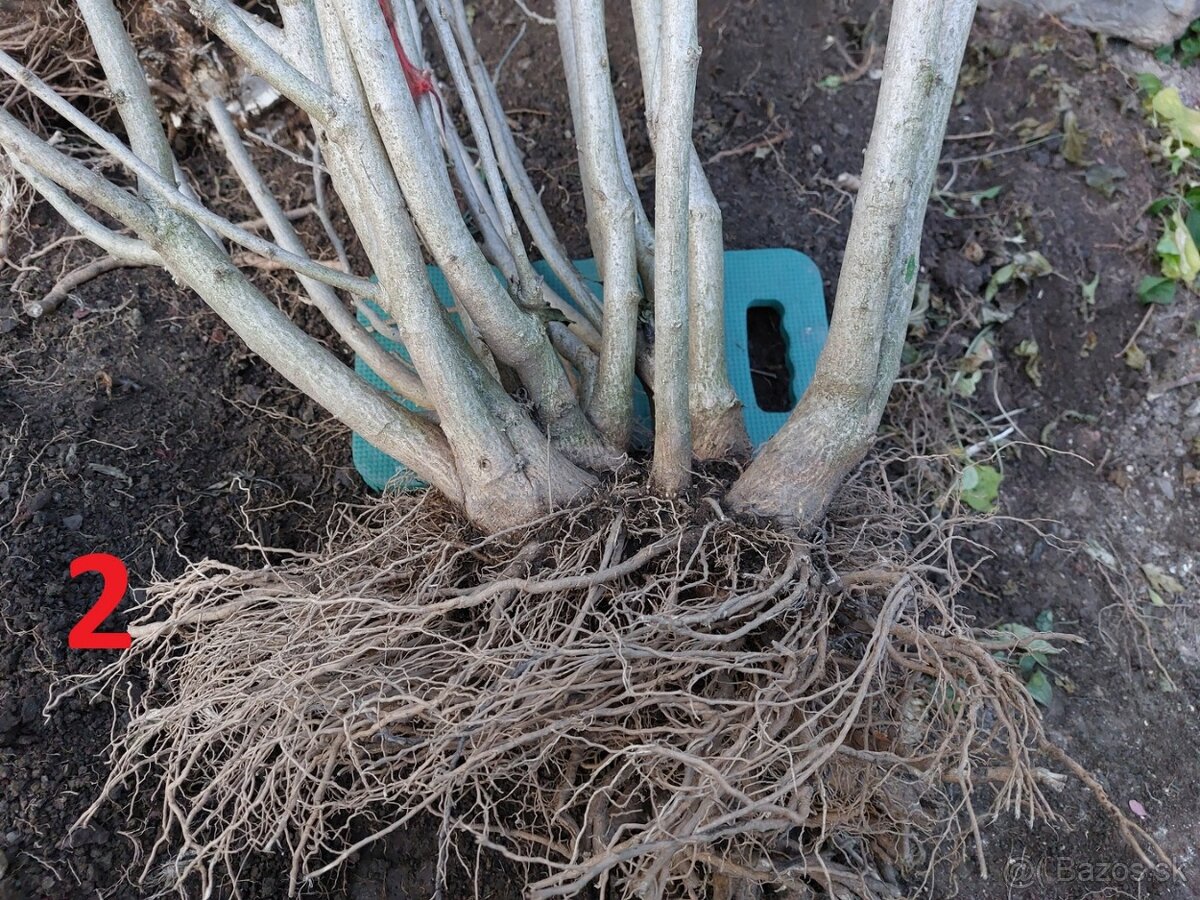 Rastliny na bonsaj, bonsai - IBIŠTEK SÝRSKY_2