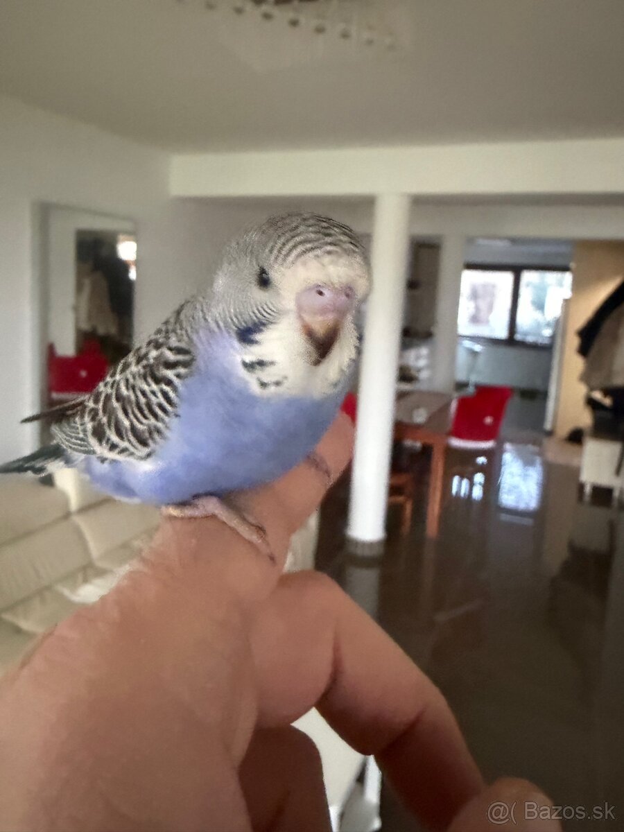 Andulky Maznačikovia krotke