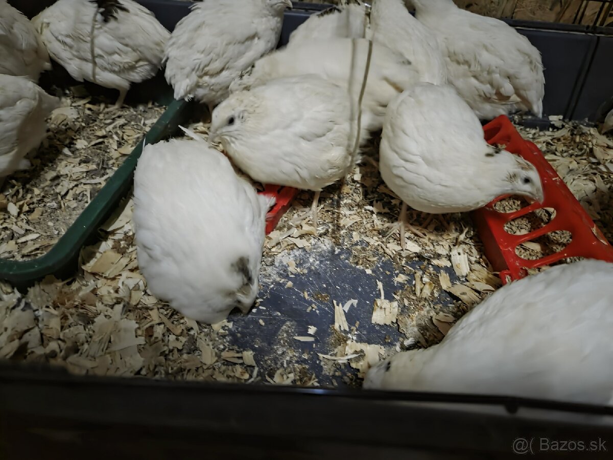 Kohúty prepelice Texas