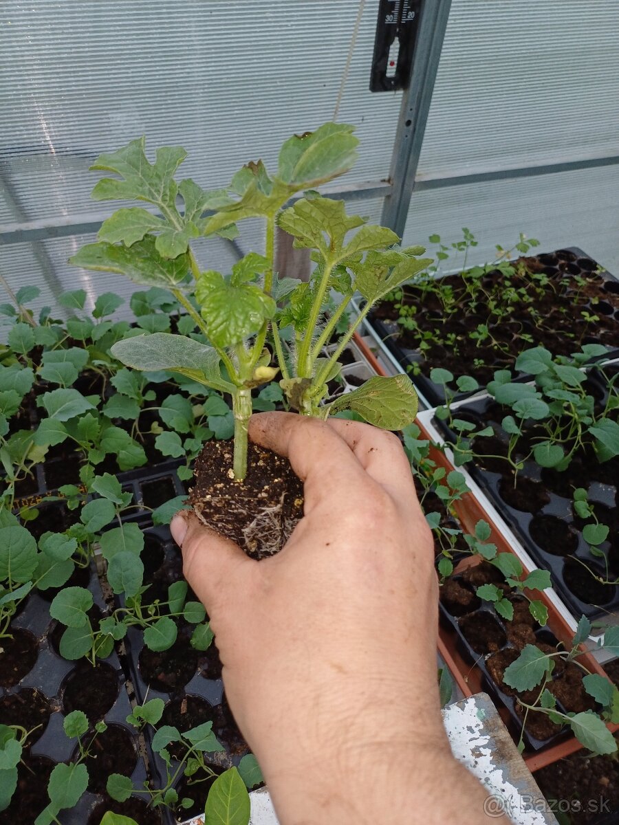 Priesady batatov, melóny, paprika,rajciny