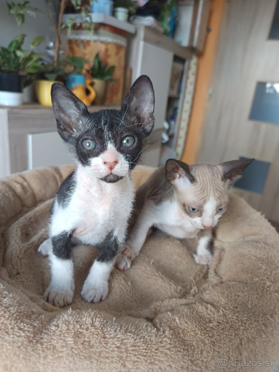 Don sphynx kocúrik s pp