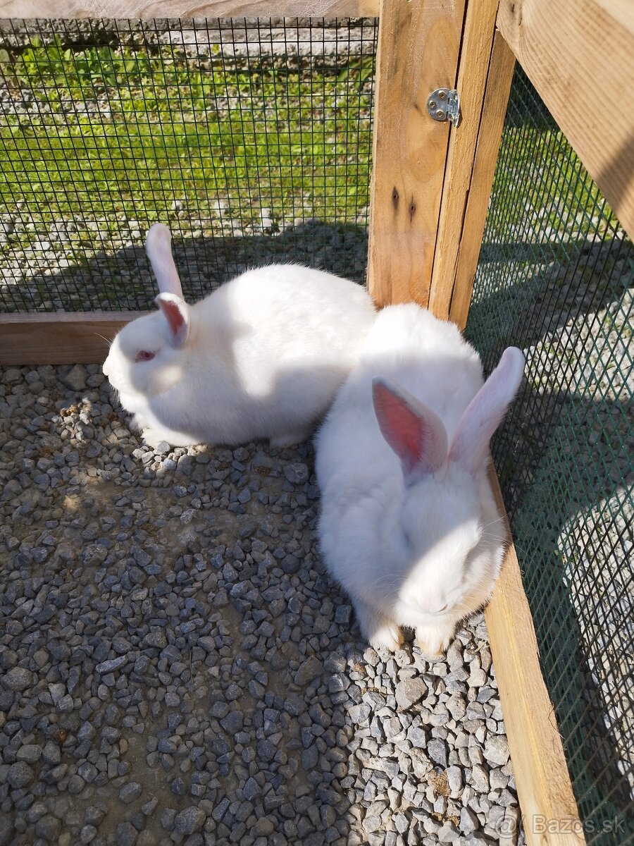 Predám hyla kralyk samica