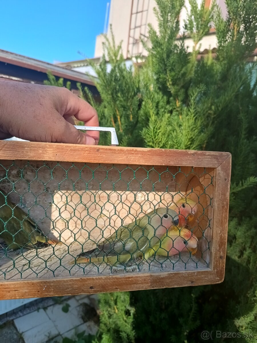 Agapornis ruzovohrdly