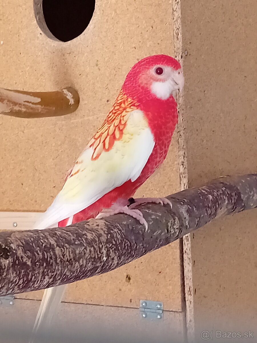 Rozela