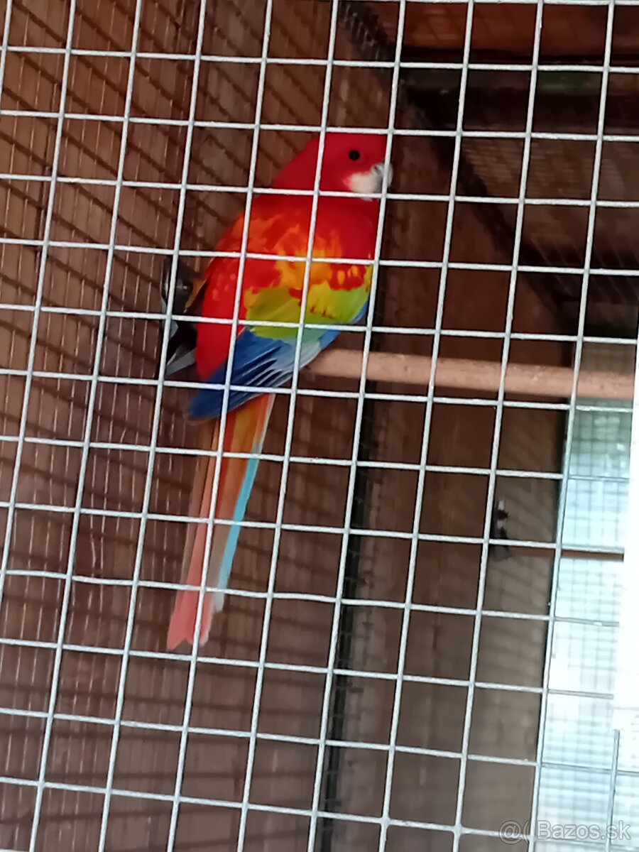 Rozela