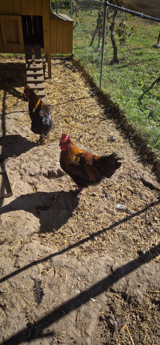 Kohút Marans čierny medenokrký