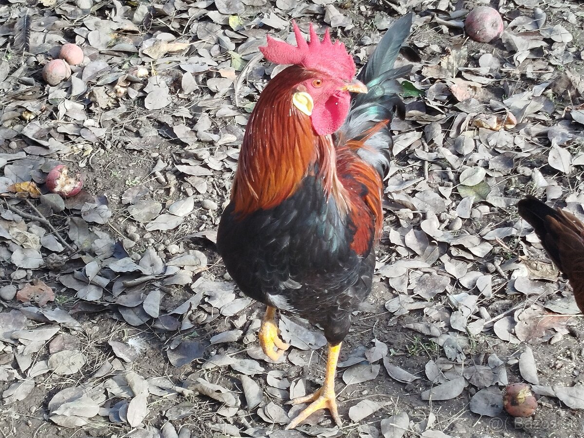 Nasadove vajíčka vlaška jarabičia