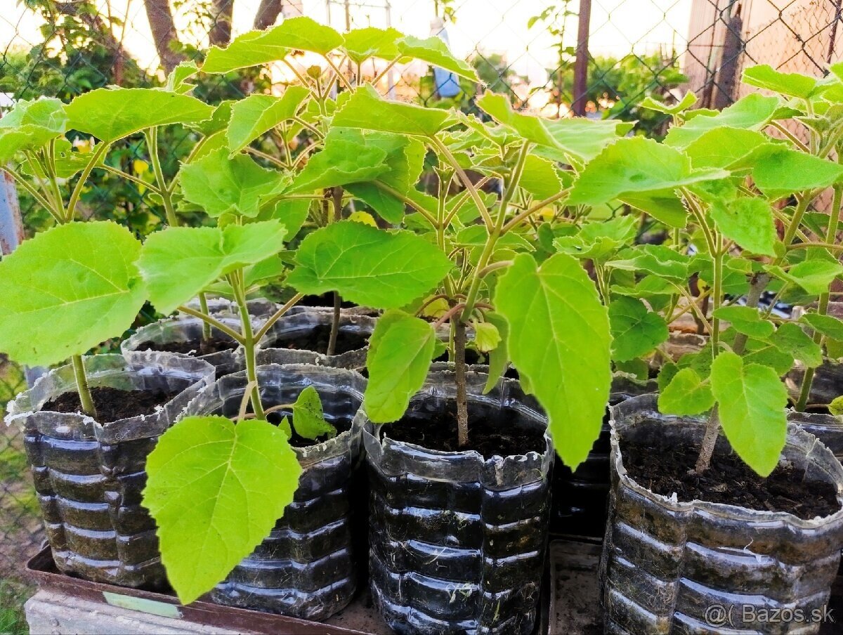 Paulownia Tomentosa - 3 ročná