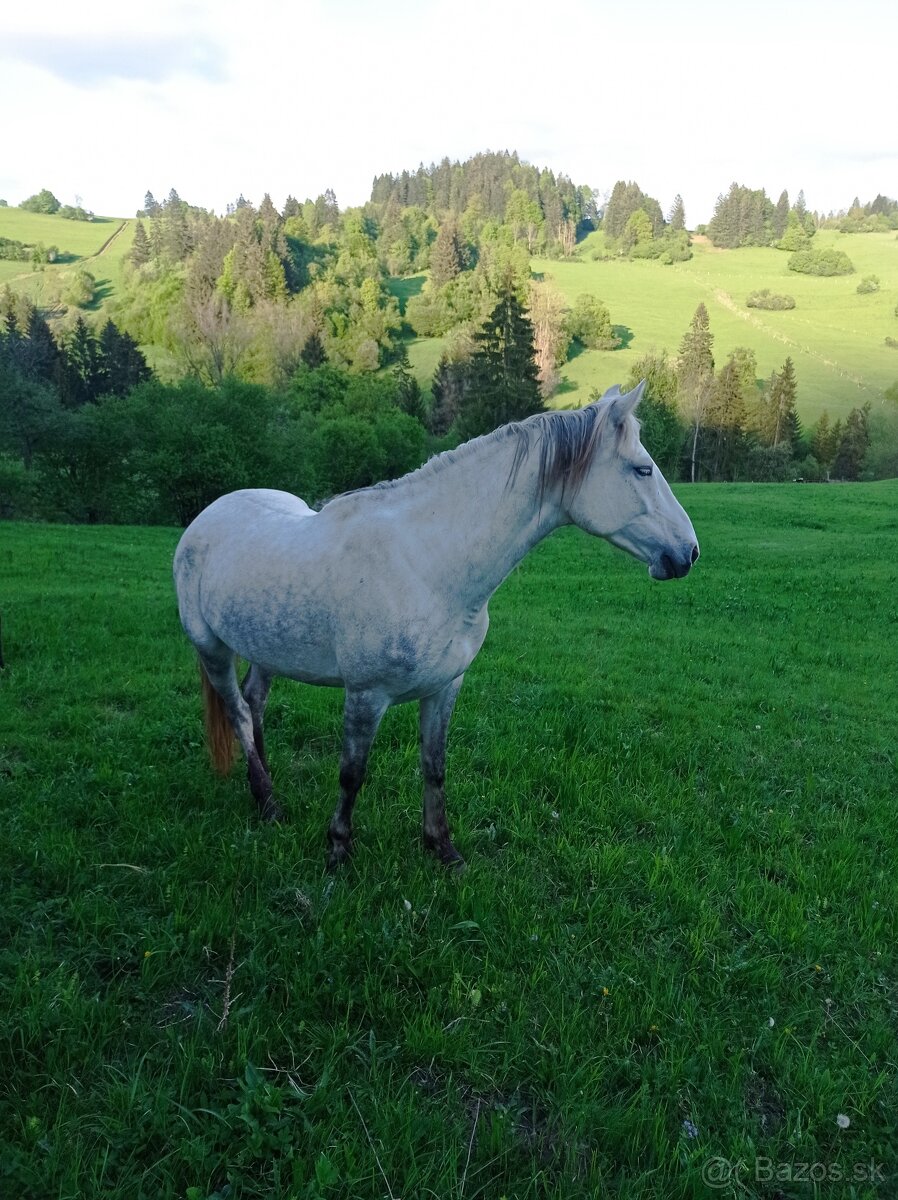 Kobyla