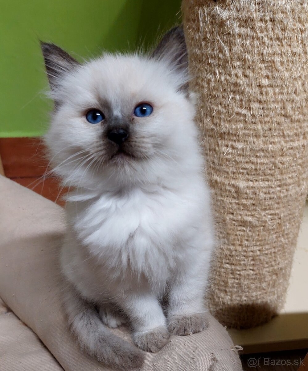 Modrooká holčička Ragdoll k REZERVACI