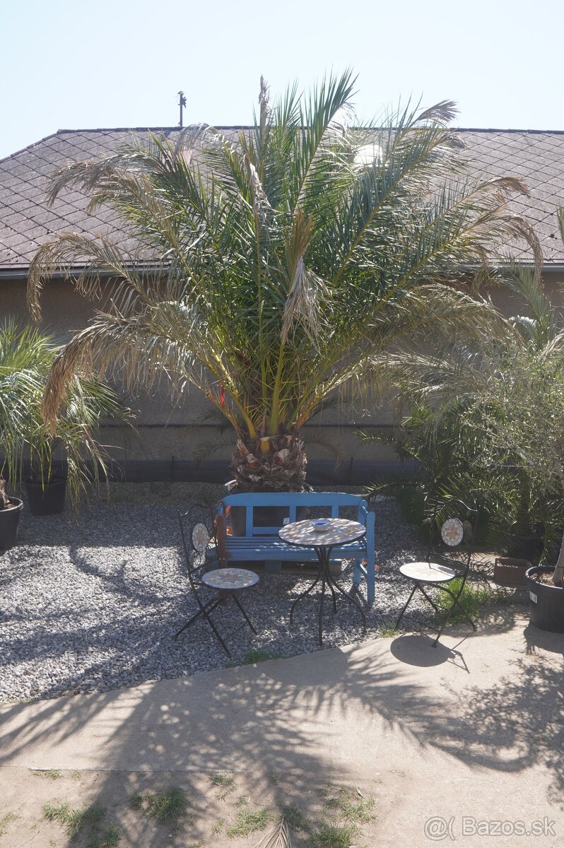 PALMA PHOENIX CANARIENSIS 160lt 30/40cm