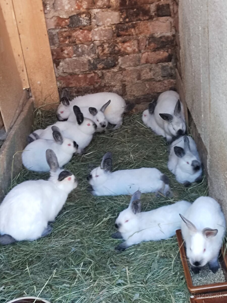 Predám kalifornský čierny králiky