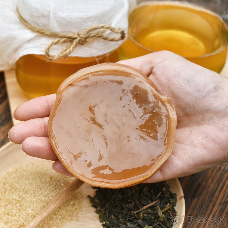 predám kombuchu / hubu do čaju (scoby)