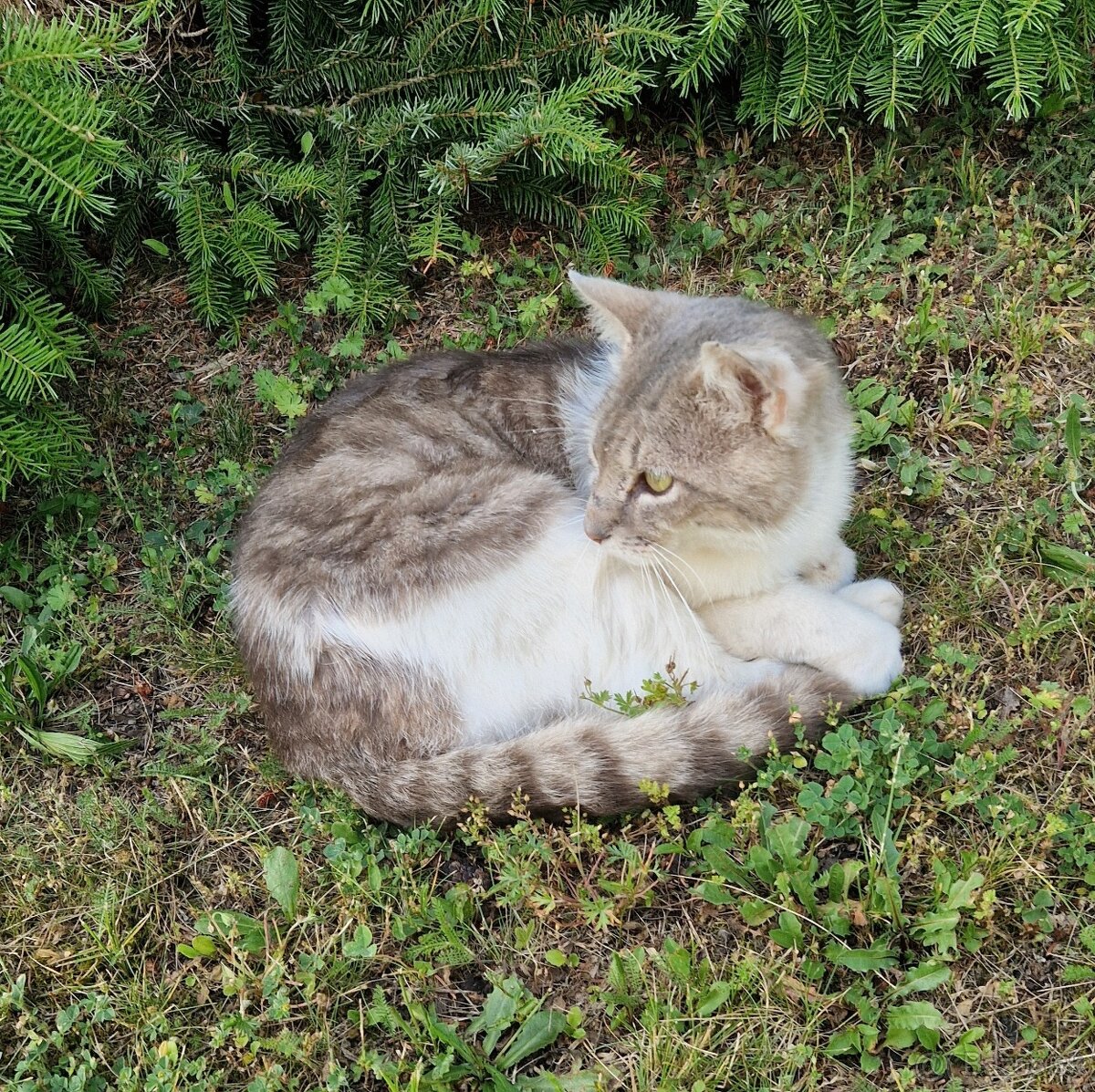 Darujem veľmi dobrého kocúra (farba šedá, kávová, biela)
