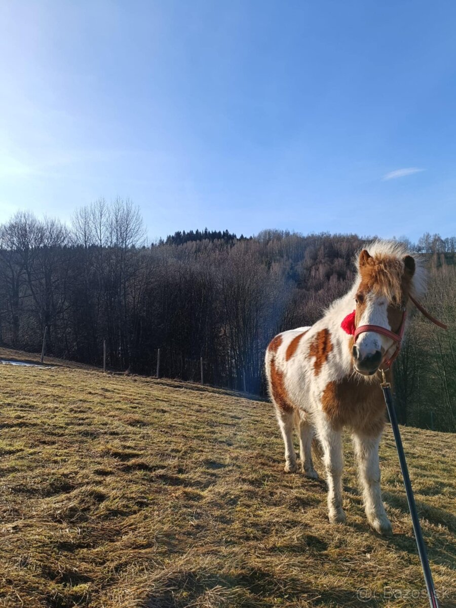 Pony kobyla