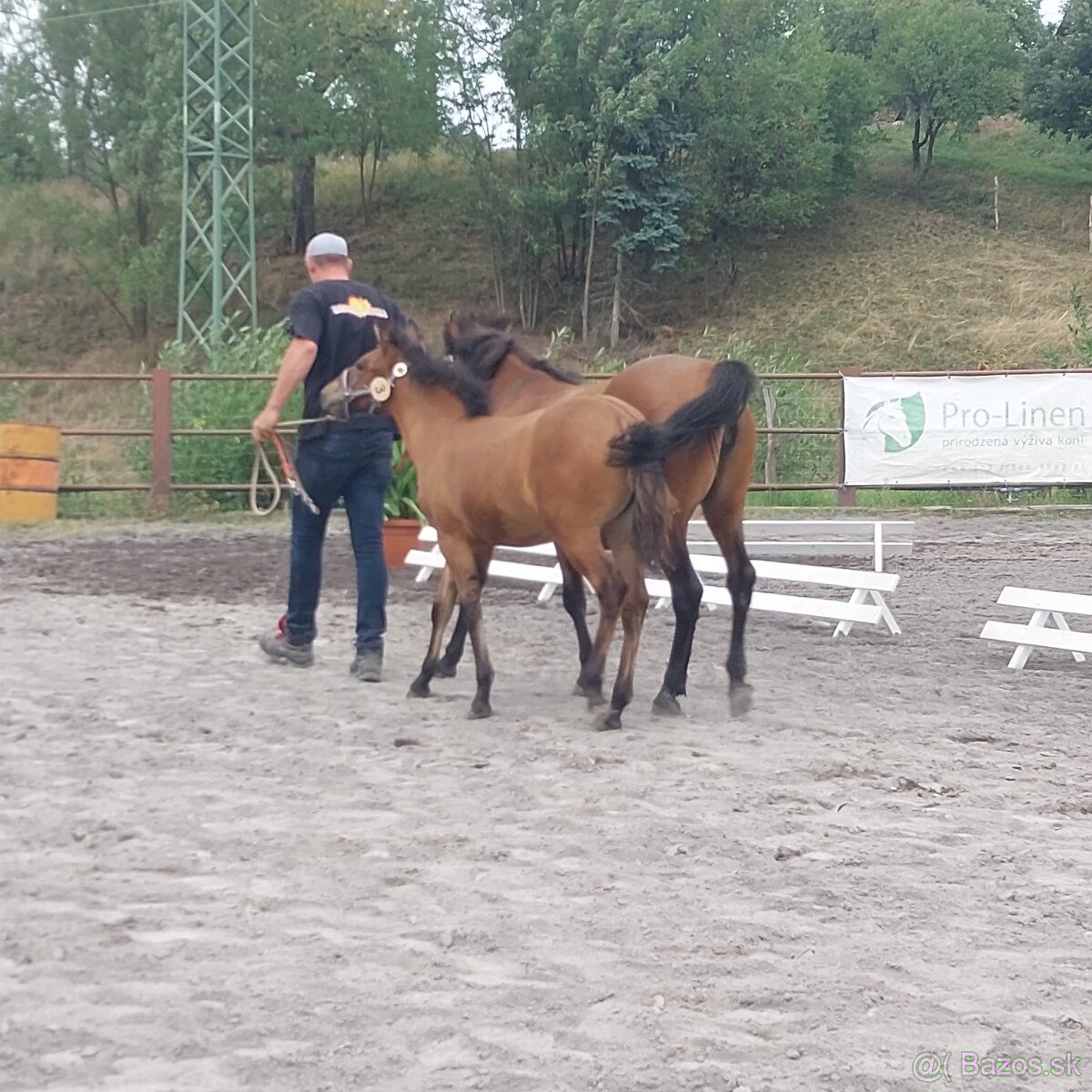 Predám kobylku hucul