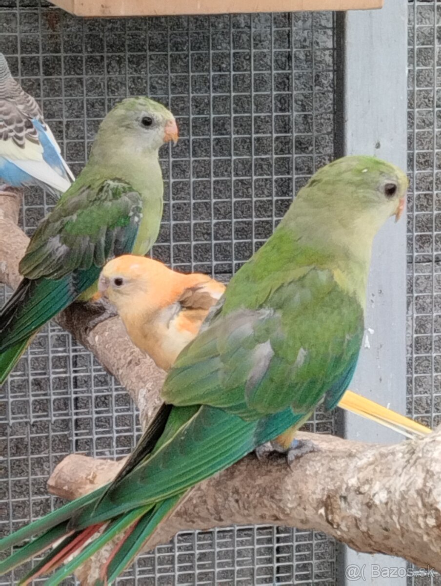 BARABAND-PAPAGAJ NADHERNI,,,