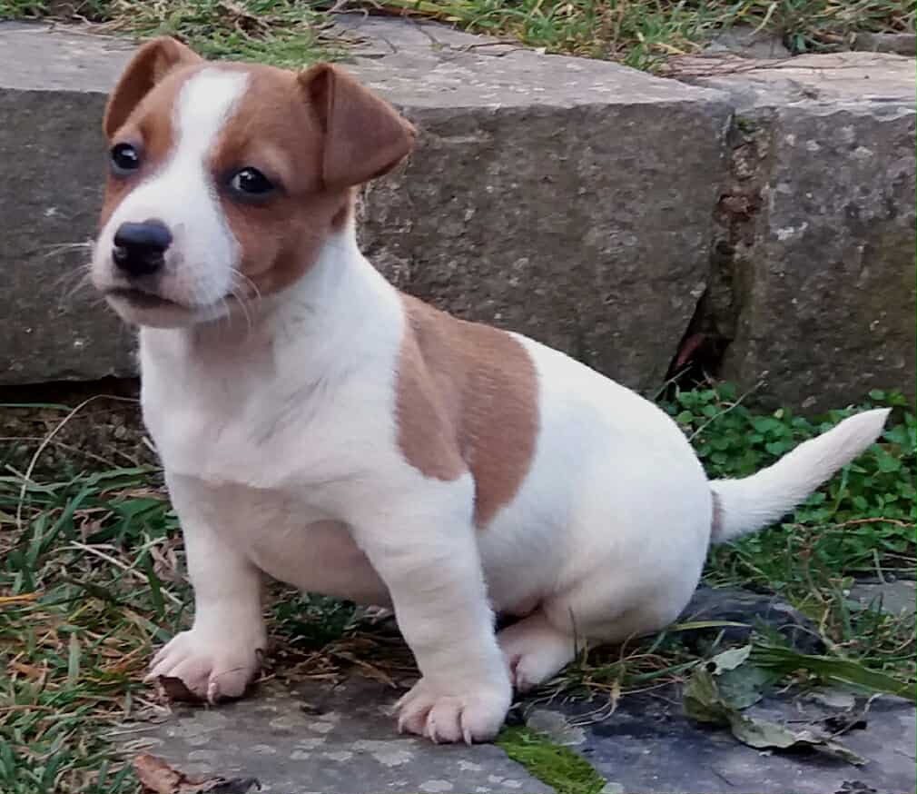 jack russel terier