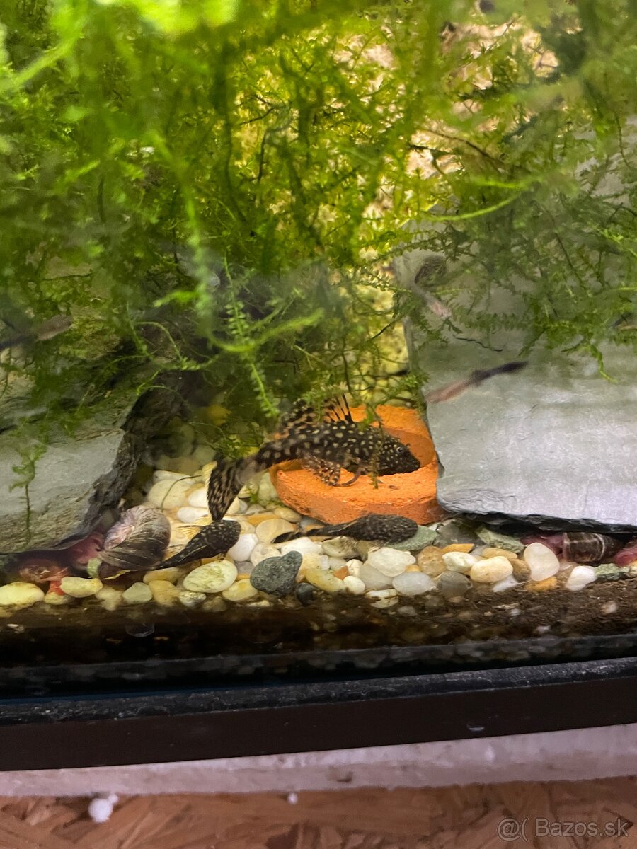 Prisavniky , gupky , rastliny