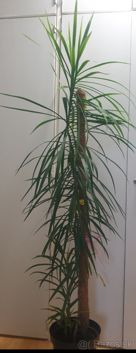 Izbova rastlina -dracena