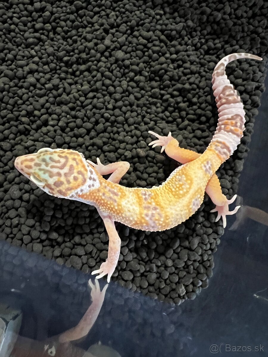 Gekončík nočný - eublepharis macularius