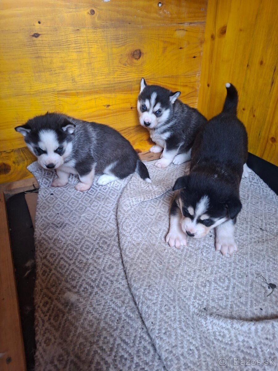 Šteniatka Husky