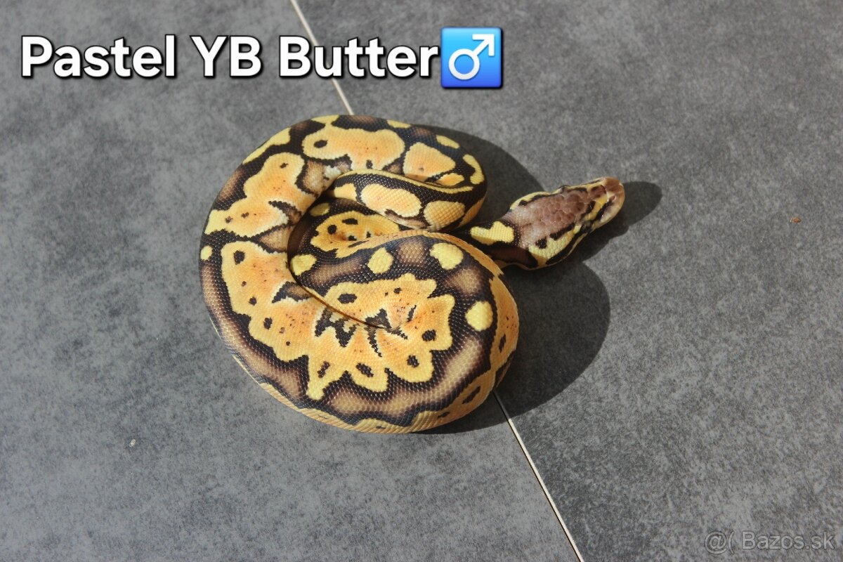 Pyton kráľovský / Python regius 7/2025