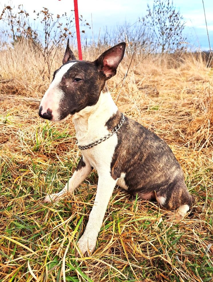 Miniatúrny bulteriér