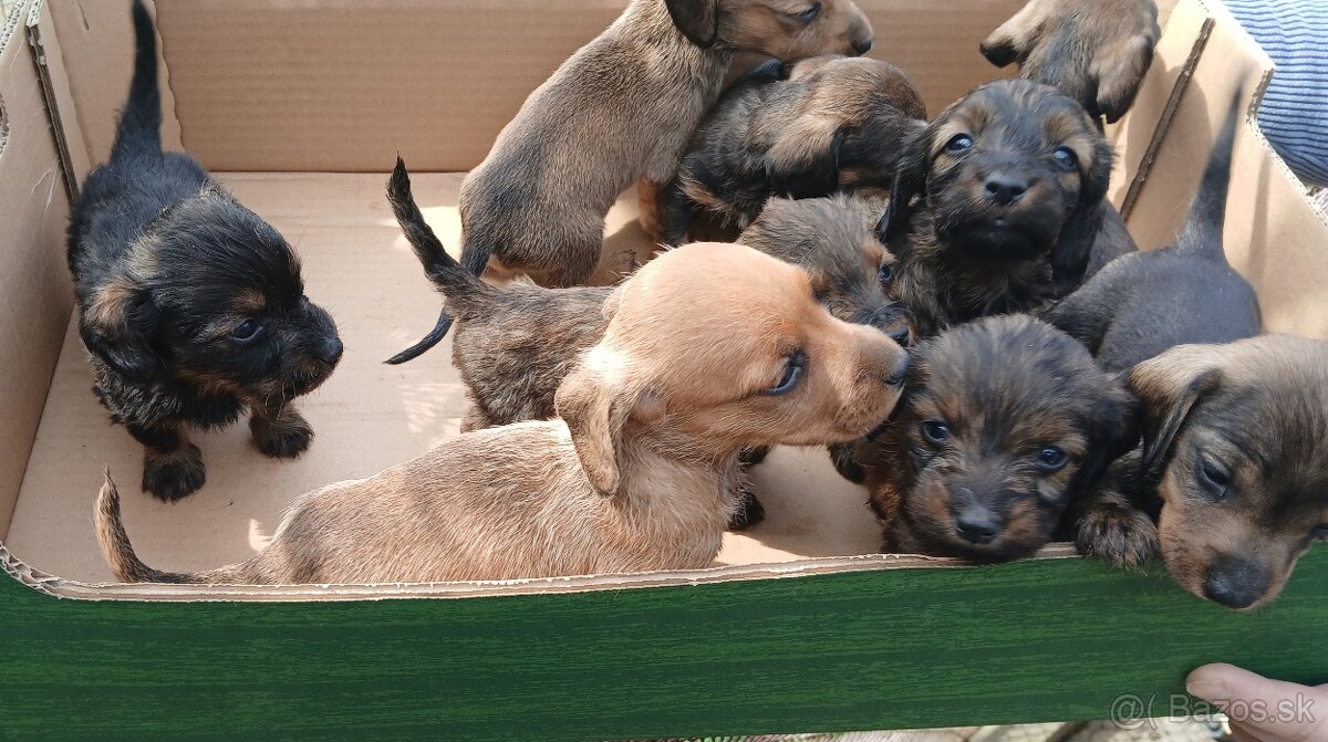 Jazvečik Predam šteniatka