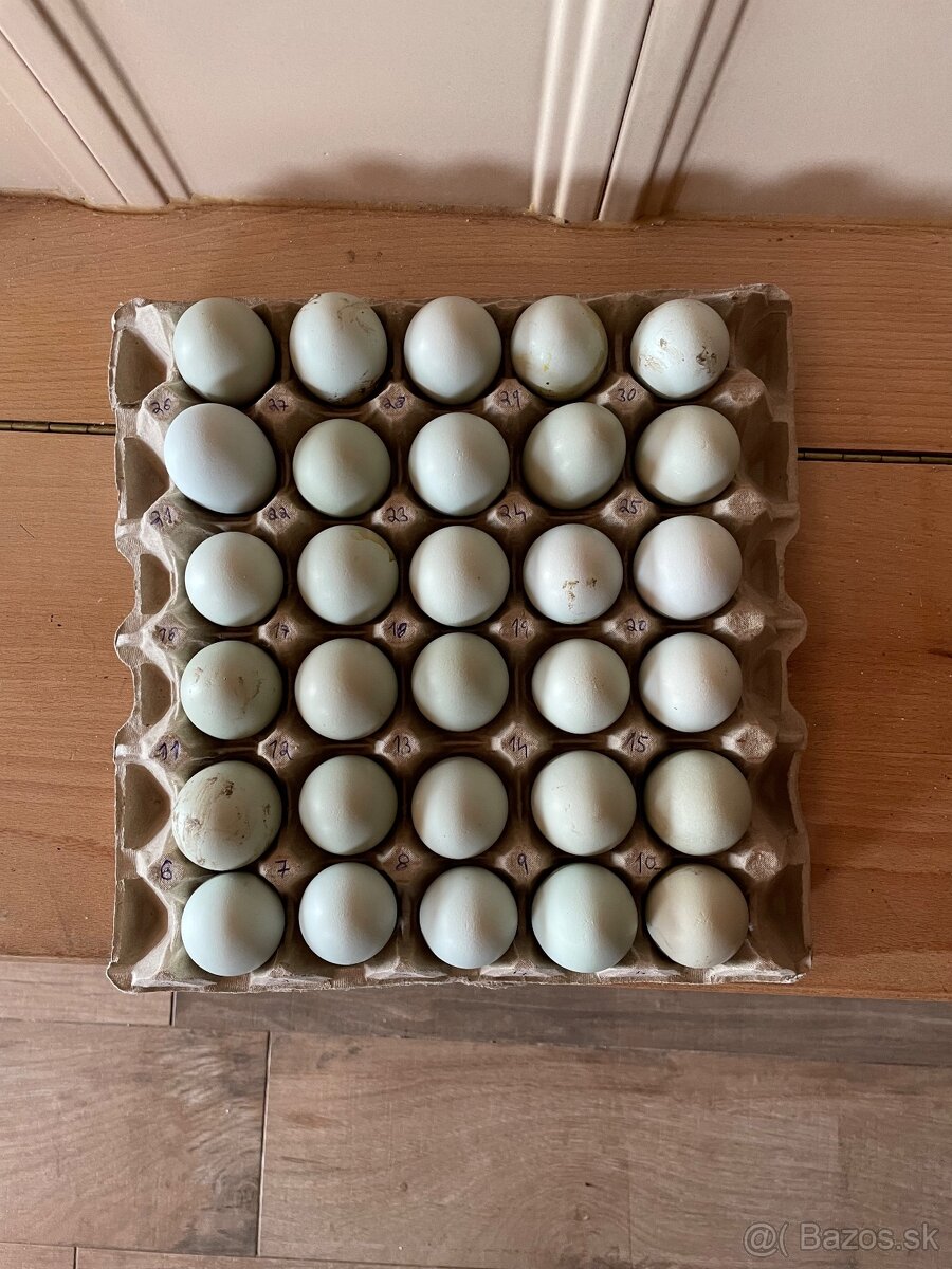 Araucana Nasadove vajcia