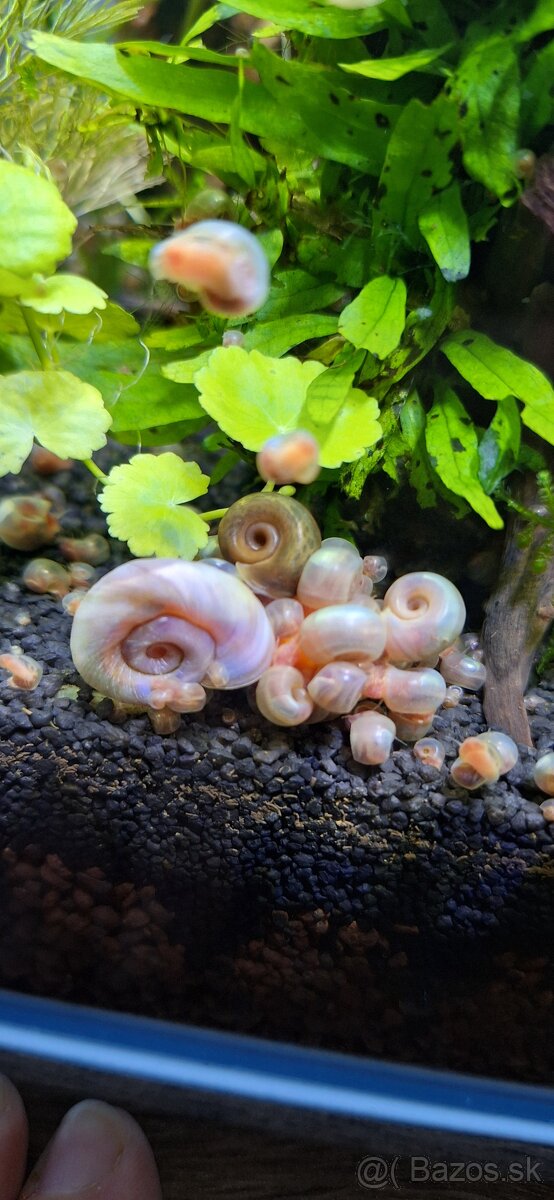 Planorbarius sp.-Kotuľka