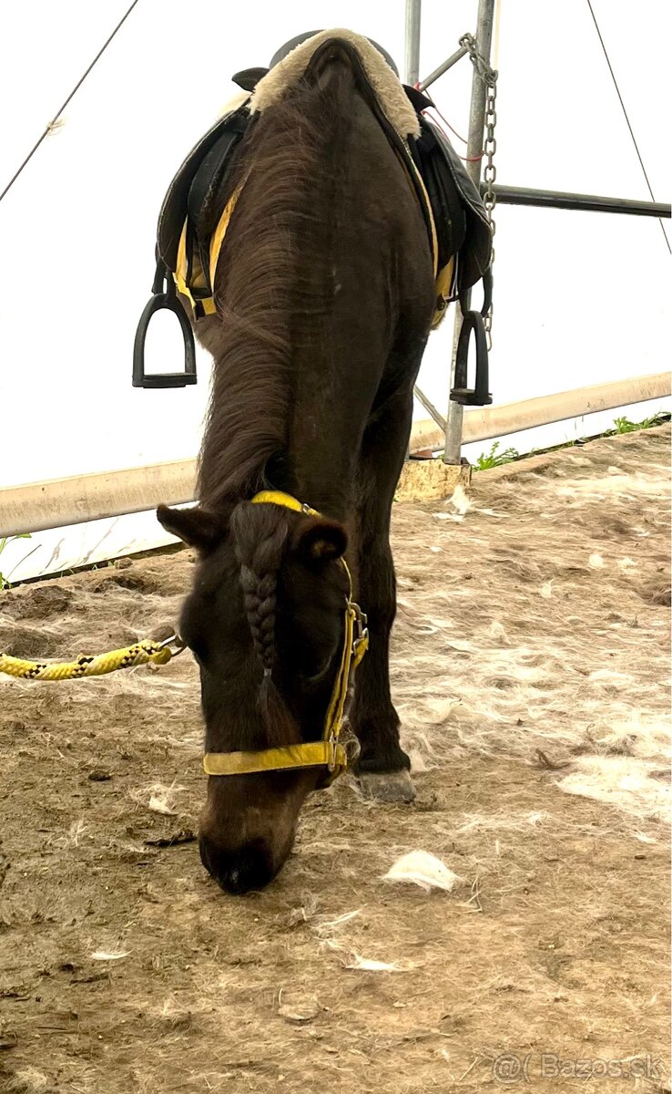 Pony kobylka k detom