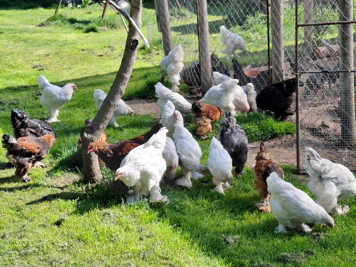 Araukany,  Ayam cemani, Brahmanky, Hodvábničky