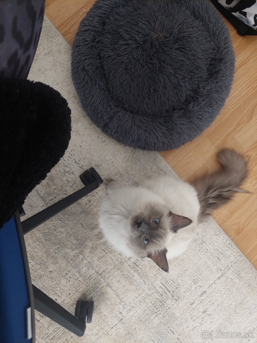 Ragdoll kocur