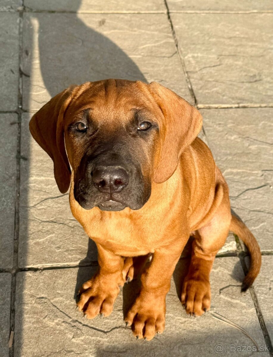 Tosa inu - krásný, mazlivý pejsek ihned k odběru
