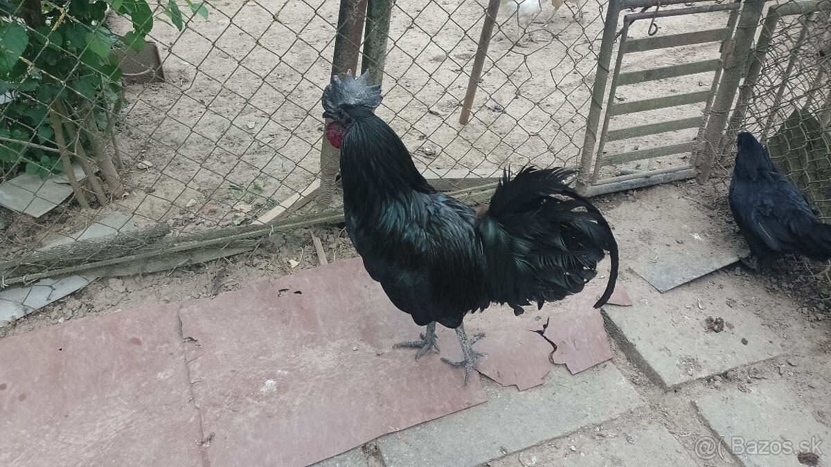 Ayam Cemani