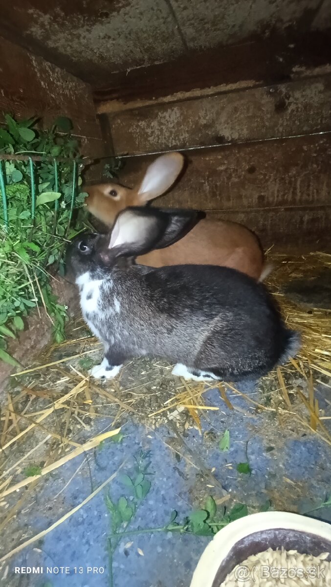 Predám samcov hyla×burgundsky