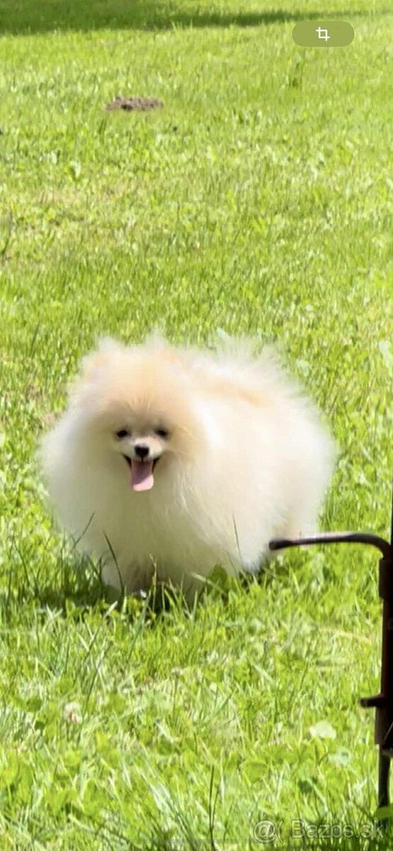 Pomeranian s PP