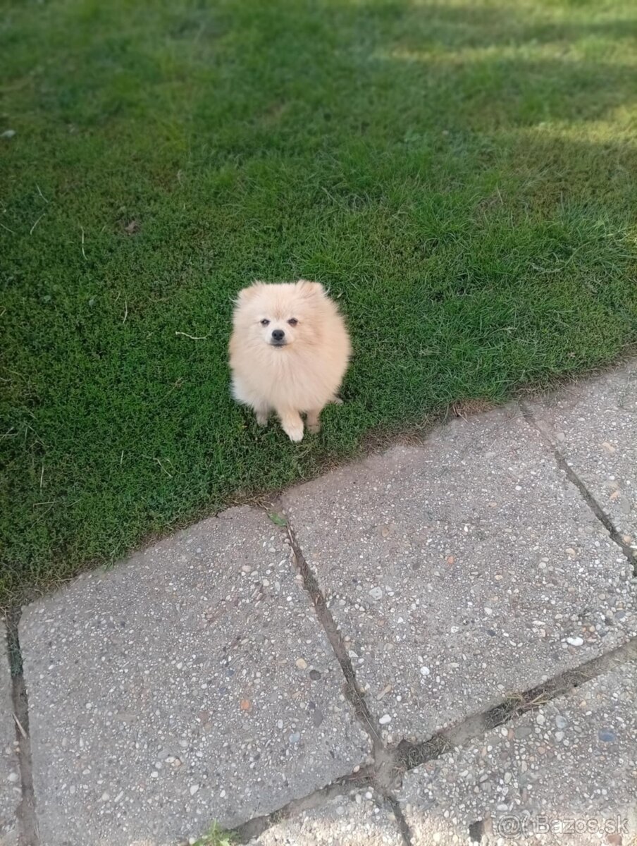 Oranžový špic -Pomeranian