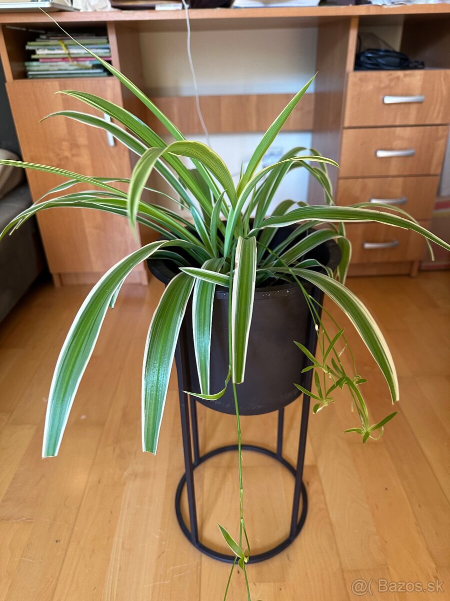 zelenec chocholatý - spider plant