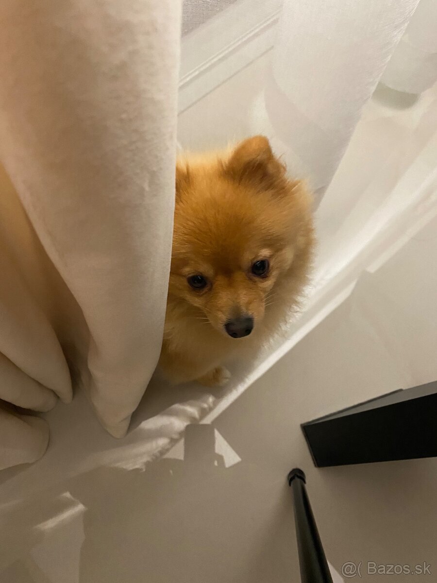 Pomeranian / špic