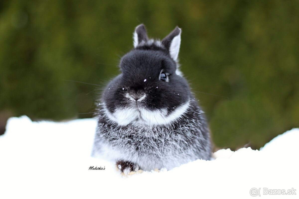 Zakrslý bielopesíkaty čierny