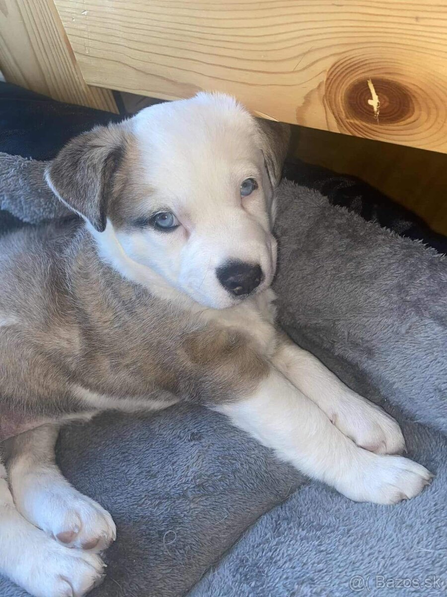 Darujem šteňa sibírsky husky